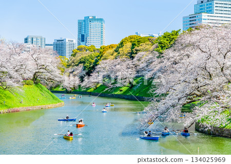 東京盛開的Chidorigafuchi 134025969