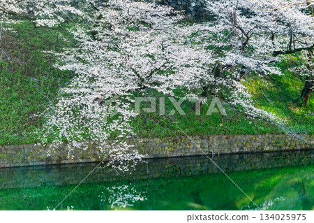 Tokyo's full bloom of Chidorigafuchi Tokyo's full bloom of Chidorigafuchi 134025975