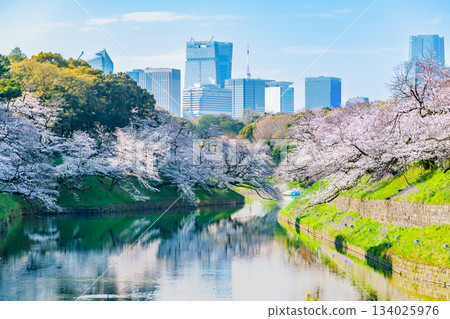東京盛開的Chidorigafuchi 134025976