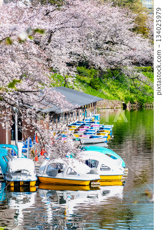 Tokyo's full bloom of Chidorigafuchi 134025979