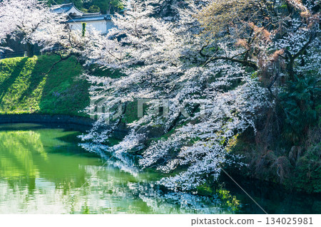 東京盛開的Chidorigafuchi 134025981