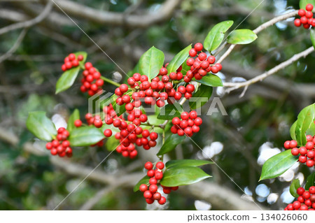 Chinese holly 134026060