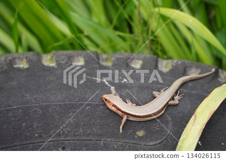 Lizard on a used tire Lizard on a used tire 134026115