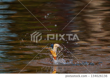 The moment the kingfisher catches the bait 134026136