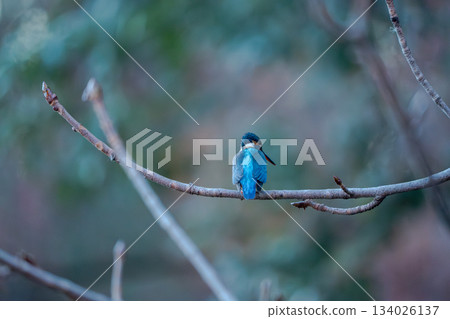 Kingfisher perching on a branch 134026137