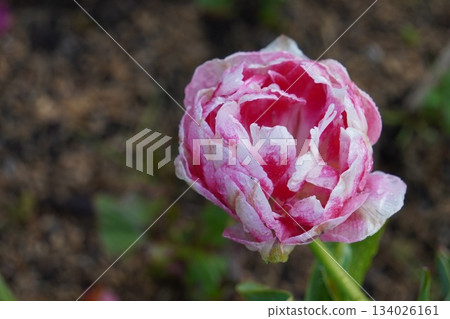 重瓣鬱金香花 134026161