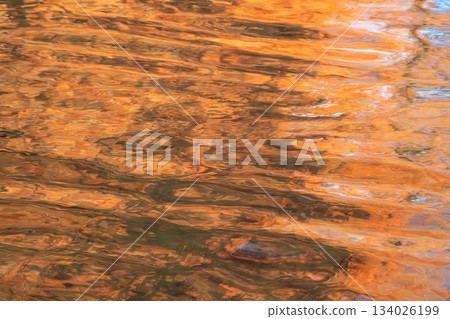 The clear water reflects the autumn leaves of metasequoia trees 134026199