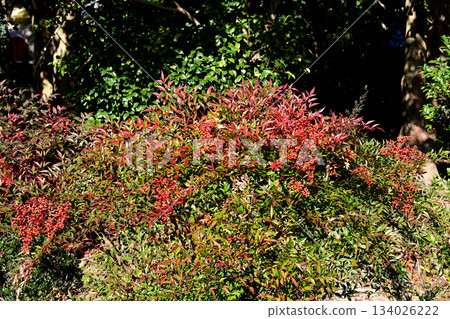 Southern Southern 134026222