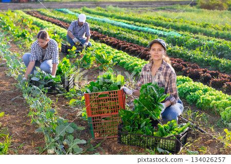 Woman collects crop of chard along with other workers on field 134026257