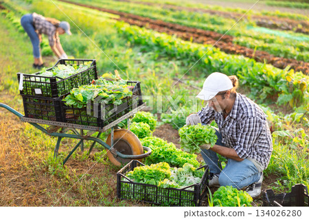 Man works on garden bed cuts bunches of garden cress salad and puts them in box for transportation 134026280