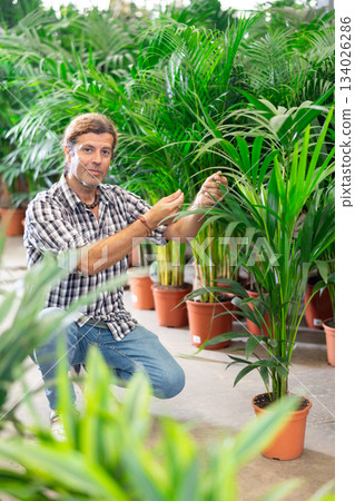 Man buyer view leaf of palm areca houseplant in store for amateur gardeners. 134026286