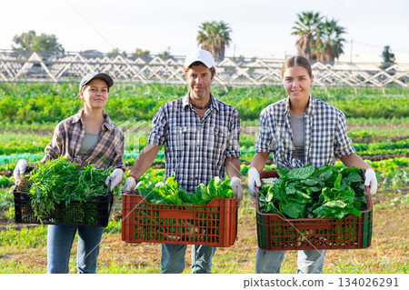 Man and two women pose with chard and arugula harvest 134026291