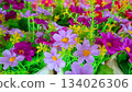 Bright and Cheerful Artificial Floral Arrangement with Purple and Pink Daisies 134026306