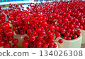 Sharp Focus on Clusters of Bright Red Artificial Holly Berries 134026308