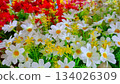 Cheerful White Daisy-like Flowers and Yellow Blossoms Spring Mix 134026309