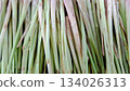Fresh Green and White Lemongrass Stalks Culinary Background 134026313