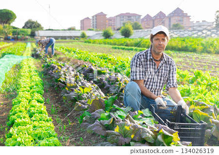 Man works in farmers field and harvests leaves mustard salad, cuts fresh mustard leaf sprout sprig Man works in farmers field and harvests leaves mustard salad, cuts fresh mustard leaf sprout sprig 134026319