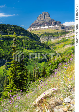A vertical view of the iconic Clements Mountain in Glacier National Park, Montana. Purple wildflowers and pine trees are in the foreground under a clear blue sky. Represents alpine nature and travel 134026372