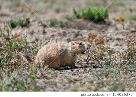 Close-up of Black-tailed Prairie Dog lying on the ground at Roberts Prairie Dog Town in Badlands National Park, South Dakota Close-up of Black-tailed Prairie Dog lying on the ground at Roberts Prairie Dog Town in Badlands National Park, South Dakota 134026373