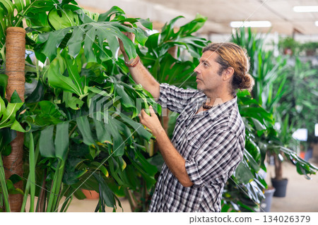 Experienced plant lover inspecting leaves of Monstera in plant nursery Experienced plant lover inspecting leaves of Monstera in plant nursery 134026379