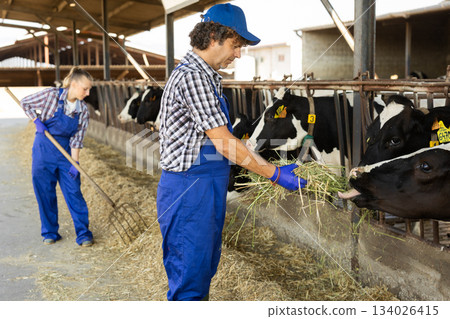 Man farmer takes armful of straw from pile and gives it to cows. Man farmer takes armful of straw from pile and gives it to cows. 134026415