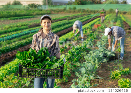 Woman collects crop of chard along with other workers on field 134026416