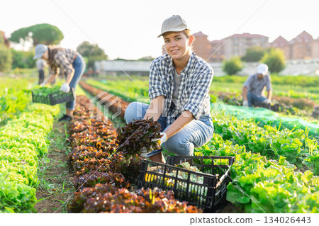 Girl works on plantation cuts bunches of purple salad and puts them in box for transportation Girl works on plantation cuts bunches of purple salad and puts them in box for transportation 134026443
