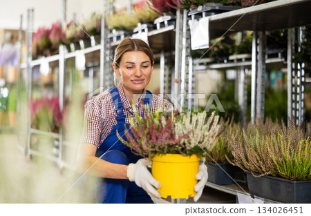 Saleswoman of flower shop near shelf with calluna chooses pot with young plant to send for customer Saleswoman of flower shop near shelf with calluna chooses pot with young plant to send for customer 134026451
