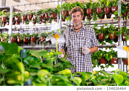 Salesman of flower shop near shelf with pothos tutor chooses pot with plant to send for customer Salesman of flower shop near shelf with pothos tutor chooses pot with plant to send for customer 134026464