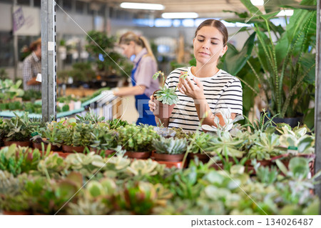 Interested girl choosing ornamental potted succulents in garden store 134026487