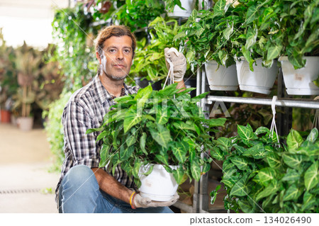 Salesman changes arrangement of pots with syngonium green and improves appearance of window. Salesman changes arrangement of pots with syngonium green and improves appearance of window. 134026490