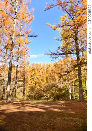 Larch forest with autumn leaves Larch forest with autumn leaves 134026693