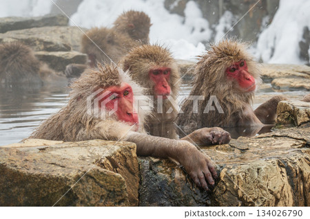 Snow Monkey (Jigokudani Monkey Park) 134026790