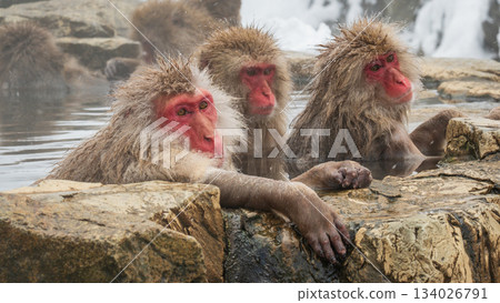 Snow Monkey (Jigokudani Monkey Park) Snow Monkey (Jigokudani Monkey Park) 134026791