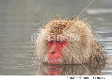 Snow Monkey (Jigokudani Monkey Park) 134026792