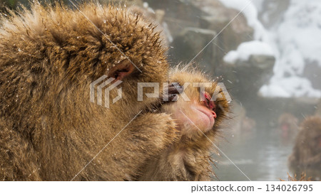 Snow Monkey (Jigokudani Monkey Park) 134026795