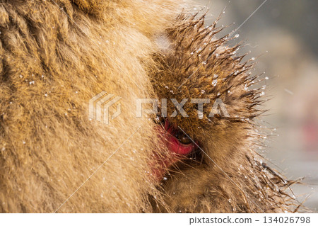 雪猴（地獄谷雪猴公園） 134026798