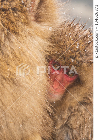 雪猴（地獄谷雪猴公園） 134026873