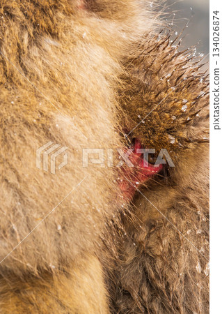 Snow Monkey (Jigokudani Monkey Park) 134026874