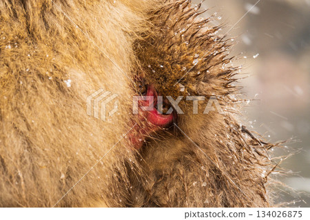 Snow Monkey (Jigokudani Monkey Park) Snow Monkey (Jigokudani Monkey Park) 134026875