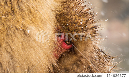 Snow Monkey (Jigokudani Monkey Park) Snow Monkey (Jigokudani Monkey Park) 134026877