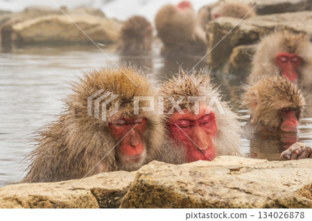 Snow Monkey (Jigokudani Monkey Park) 134026878