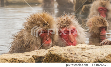 Snow Monkey (Jigokudani Monkey Park) Snow Monkey (Jigokudani Monkey Park) 134026879