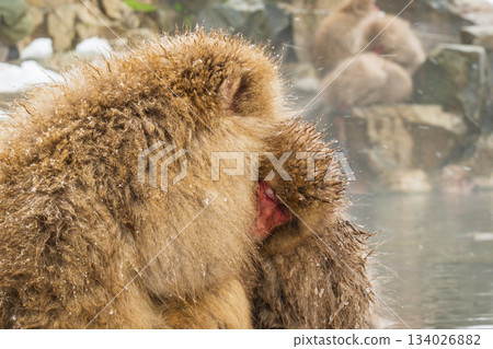 Snow Monkey (Jigokudani Monkey Park) Snow Monkey (Jigokudani Monkey Park) 134026882