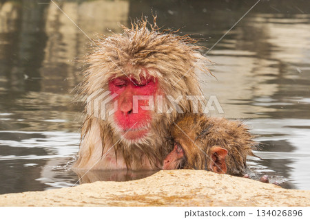 Snow Monkey (Jigokudani Monkey Park) 134026896