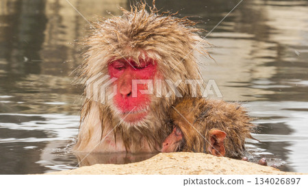 Snow Monkey (Jigokudani Monkey Park) Snow Monkey (Jigokudani Monkey Park) 134026897