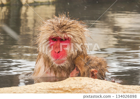 Snow Monkey (Jigokudani Monkey Park) 134026898