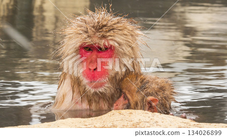 雪猴（地獄谷雪猴公園） 134026899