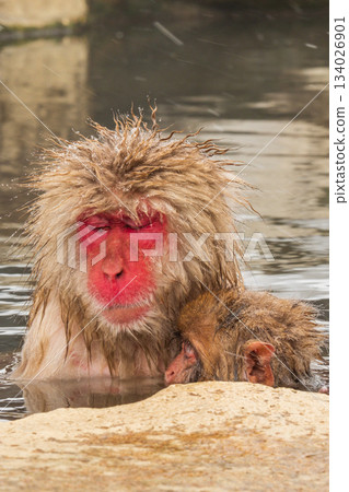 雪猴（地獄谷雪猴公園） 134026901
