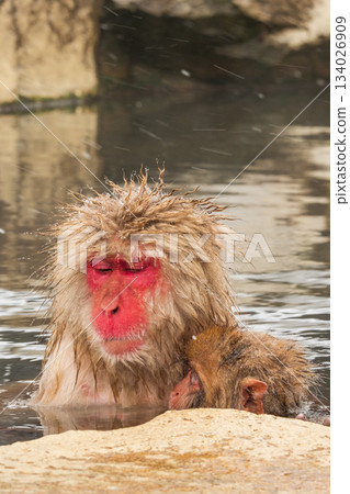 雪猴（地獄谷雪猴公園） 134026909